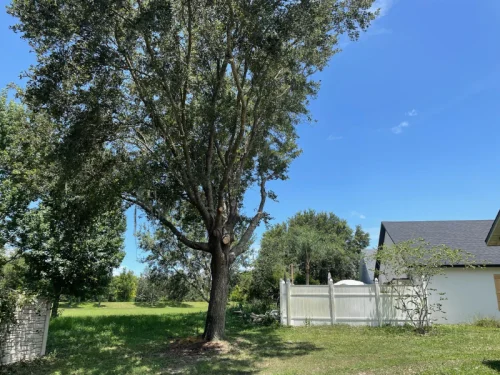large tree outside a property - Emergency Tree Removal