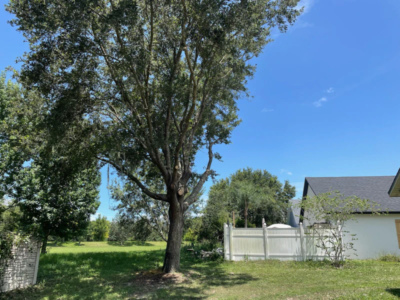 large tree outside a property - Emergency Tree Removal