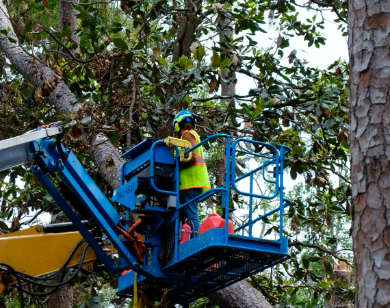 tree trimming service 1
