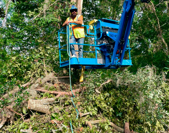 tree trimming service 2