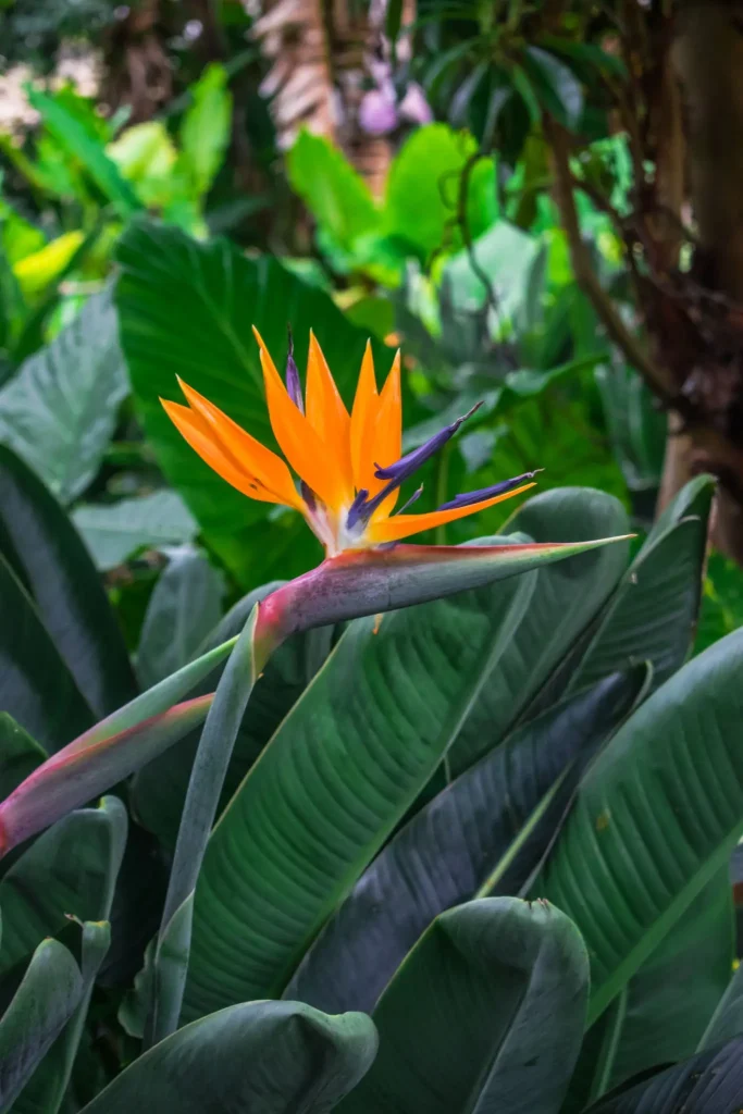 Bird of Paradise