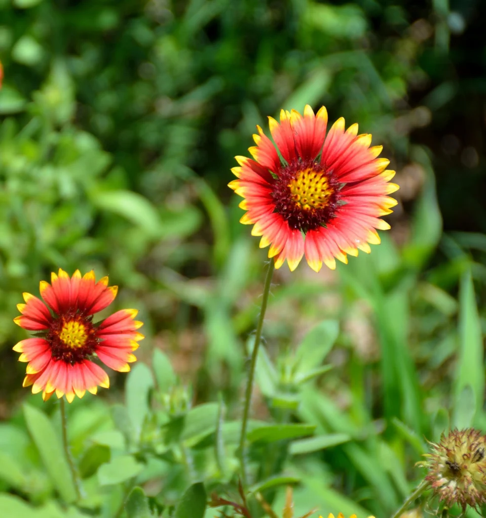 Blanket Flower