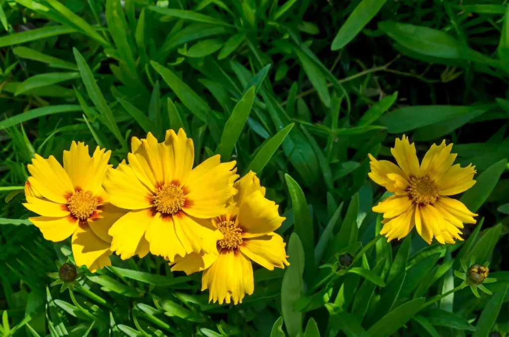 Coreopsis