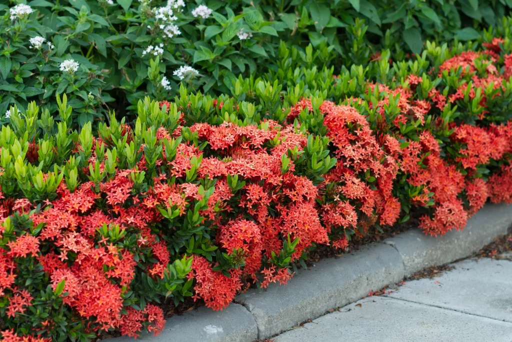Ixora