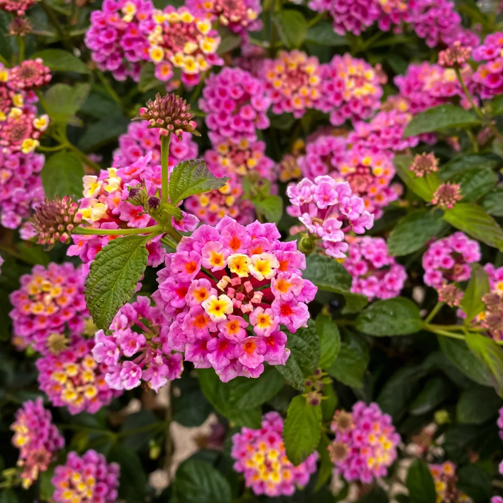 Lantana