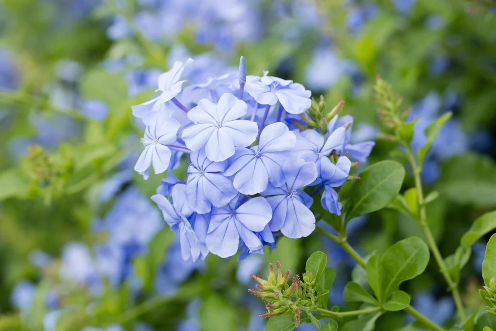 Plumbago