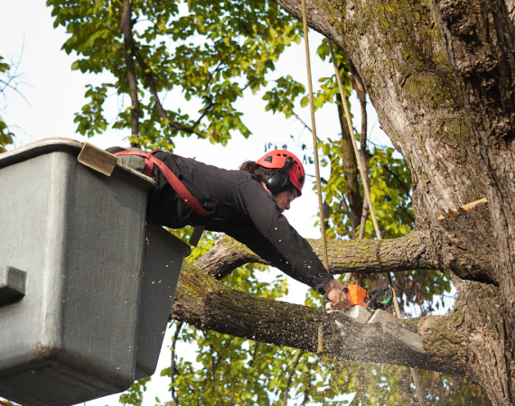 Commercial Tree Services 2