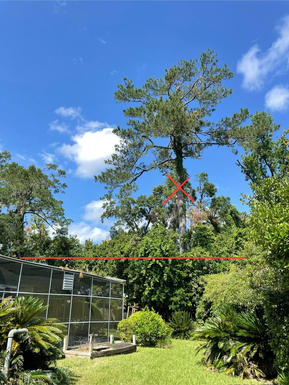 Hazard pine marked with red X leaning over a Florida pool enclosure — a classic pre-hurricane warning sign requiring professional removal.