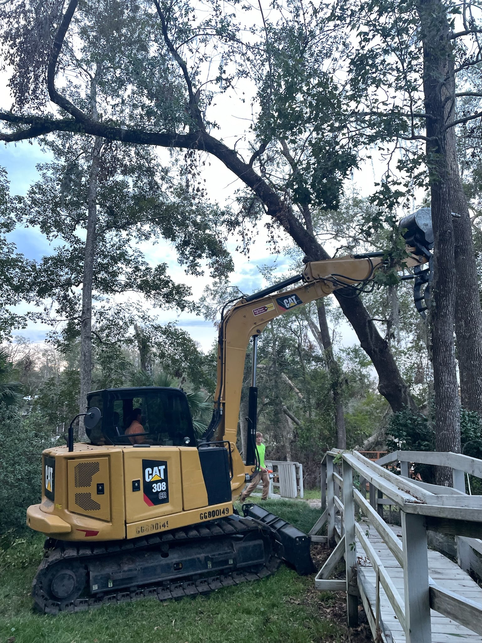 CAT 308 mini excavator with grapple-saw attachment reaching into a Florida hardwood canopy.