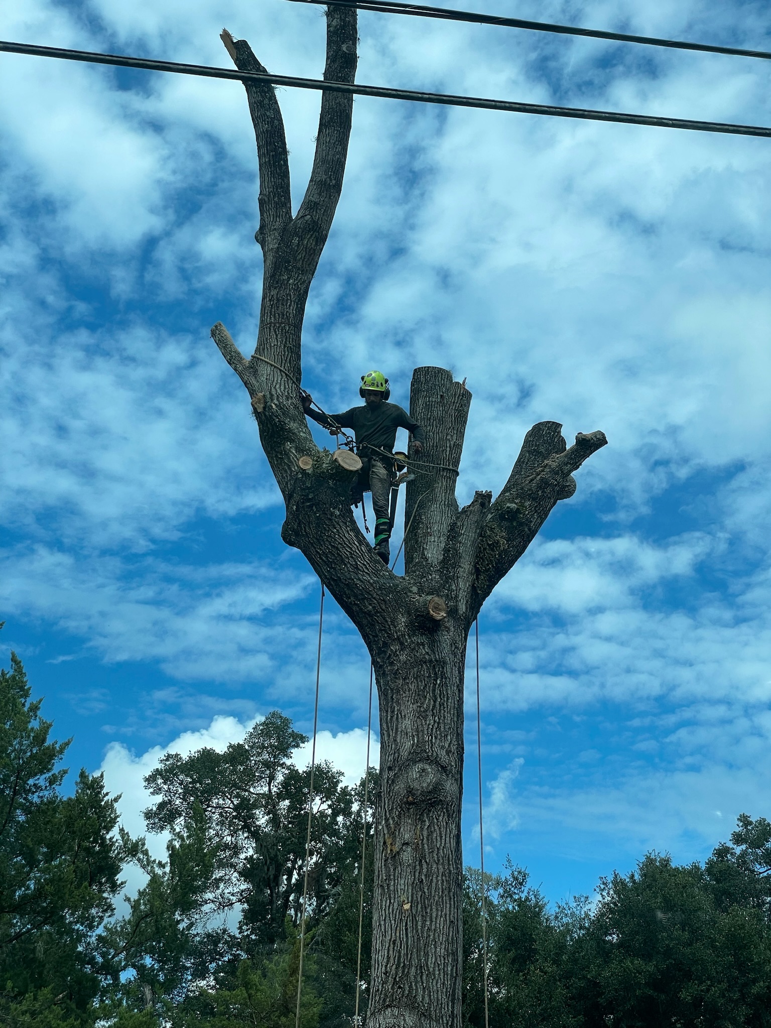 DeAngelos arborist climber at the top of a stripped oak during winter pruning in Lake Mary FL