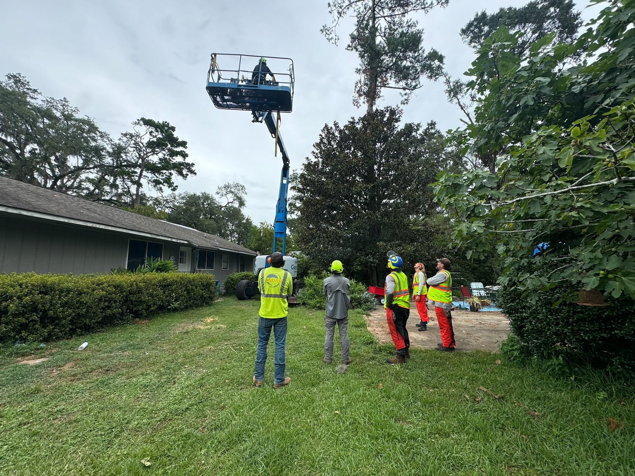 DeAngelo's crew watching boom lift operator pruning tall pine over residential lawn