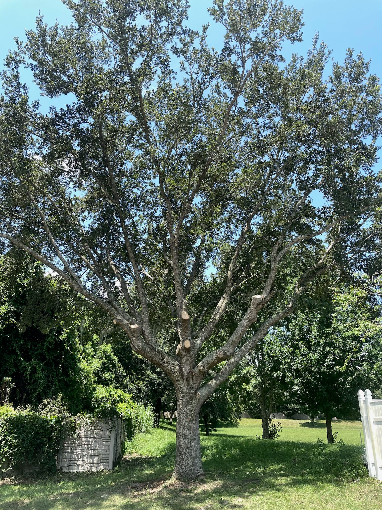 Structural pruning of a young street tree in Seminole County