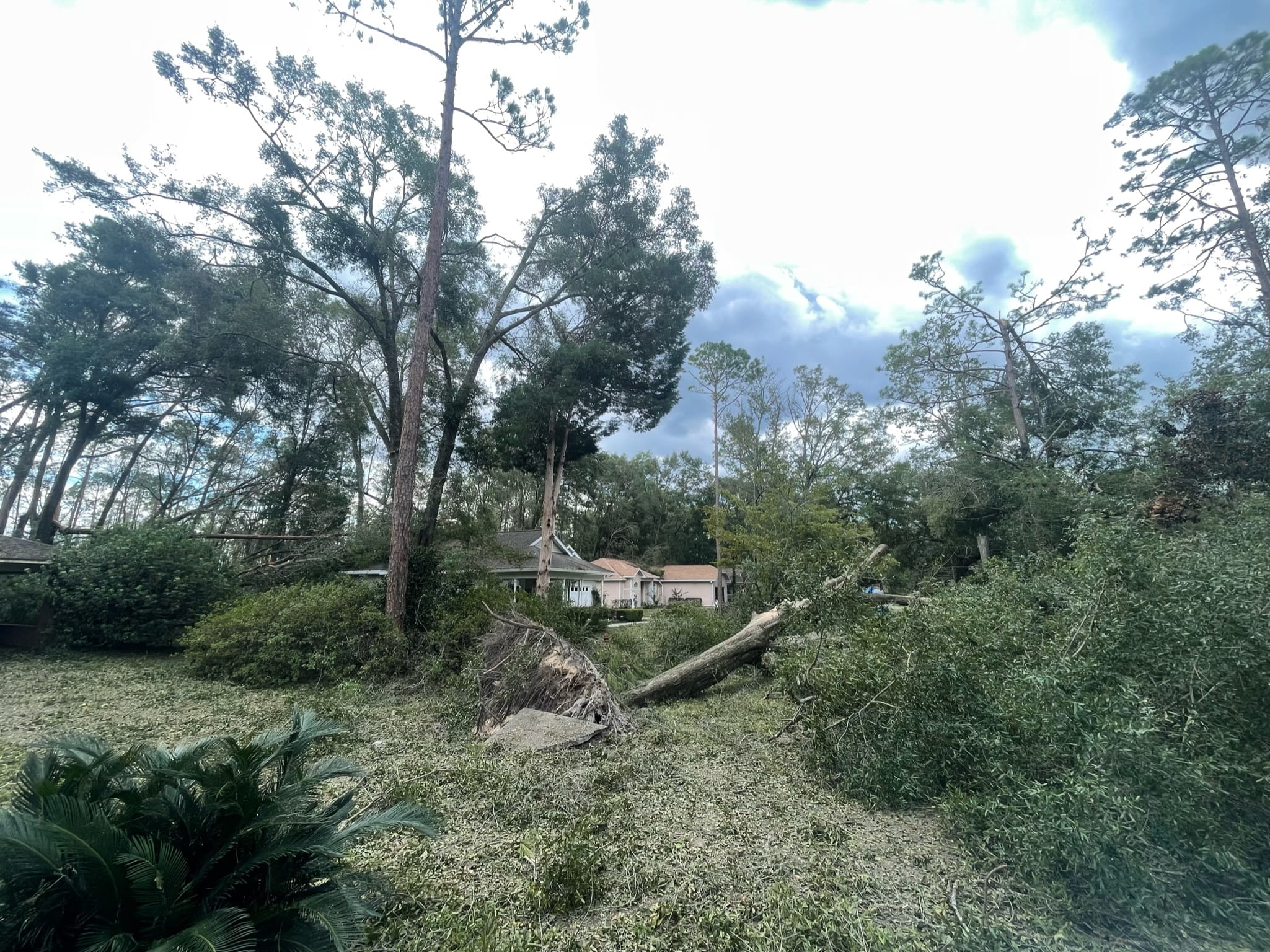 Uprooted tree with exposed root plate toppled across a Florida residential backyard after storm