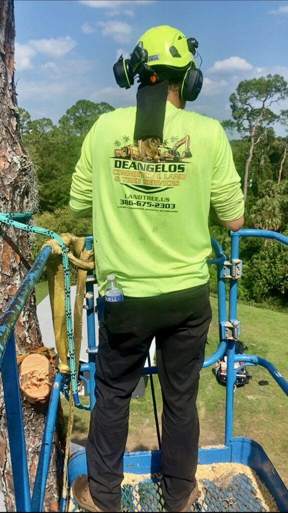 Certified arborist in bucket lift trimming a pine tree at the proper time of year in Central Florida