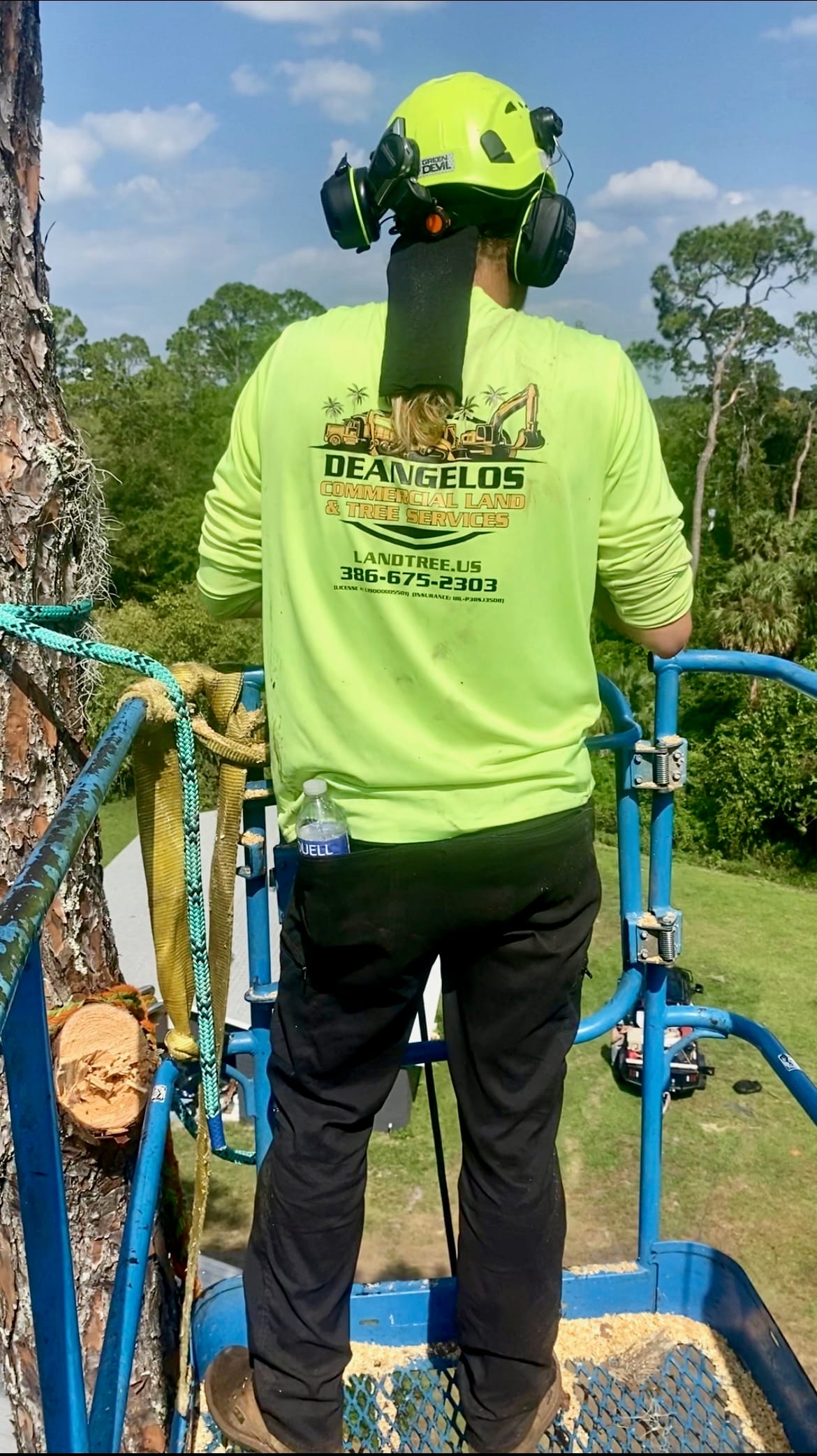 Certified arborist in bucket lift trimming a pine tree at the proper time of year in Central Florida