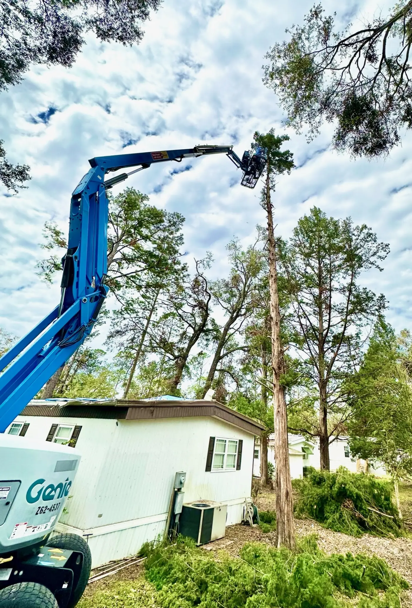 Tree removal crew working on a heritage live oak in a Heathrow, FL gated community