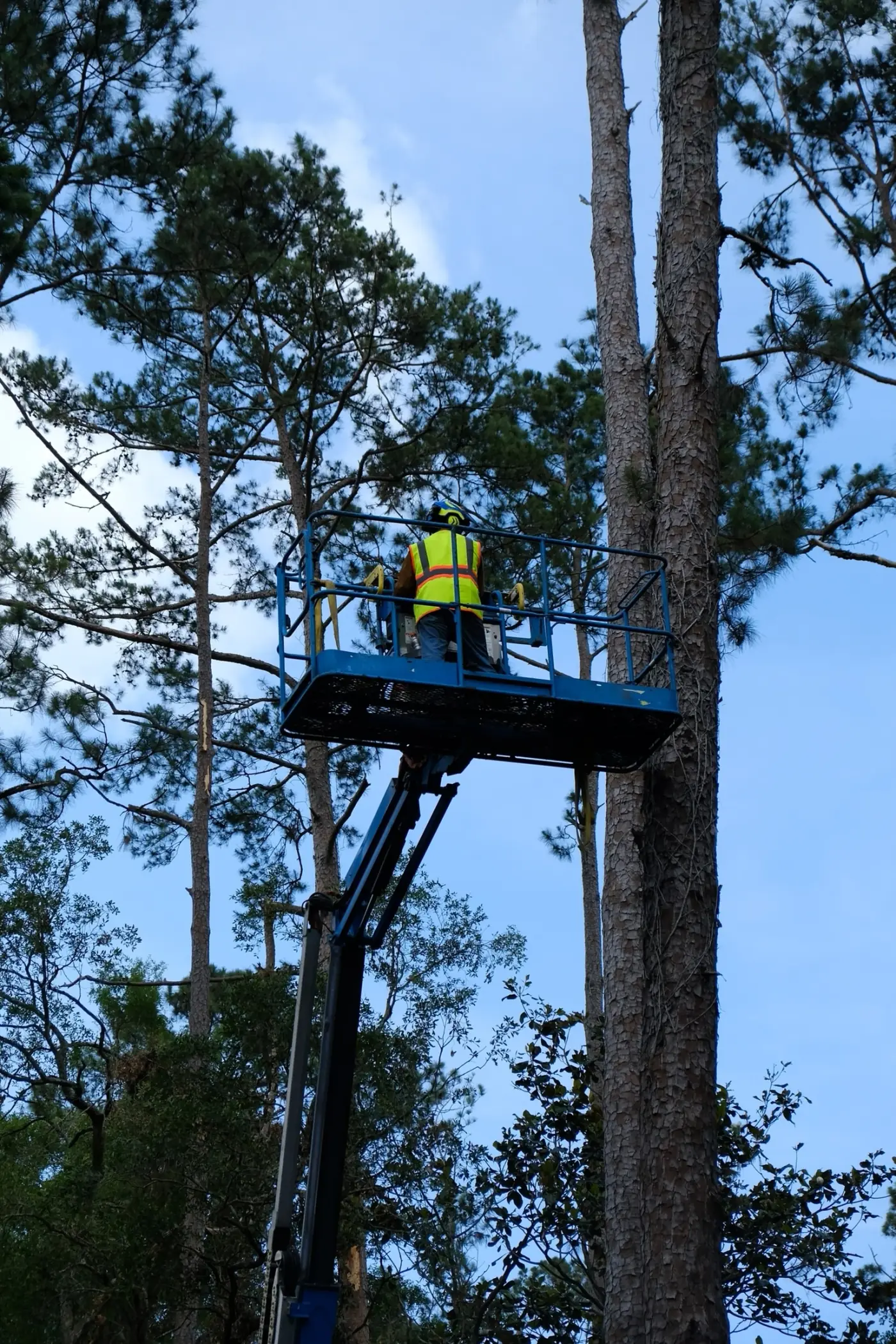 ISA arborist pruning a mature live oak in a Longwood, FL Sweetwater Oaks front yard