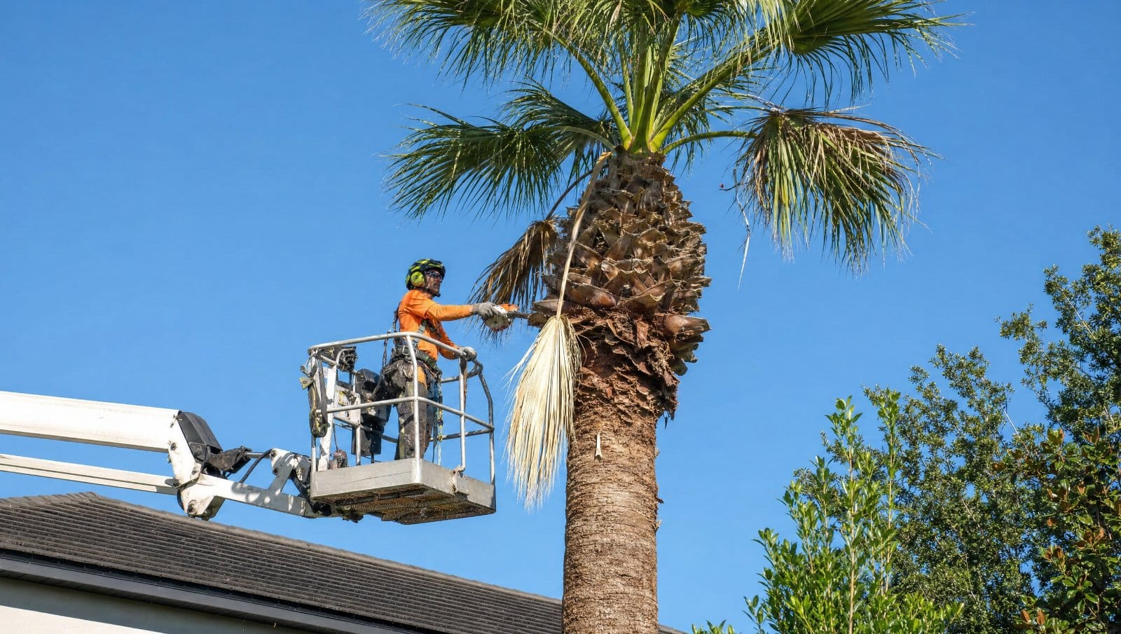 Arborist trimming a tall palm tree from a lift in a Central Florida yard