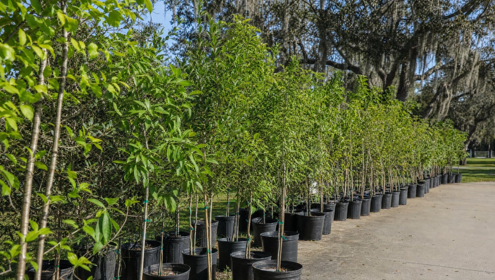 Young potted nursery trees lined up for a community tree giveaway in Central Florida