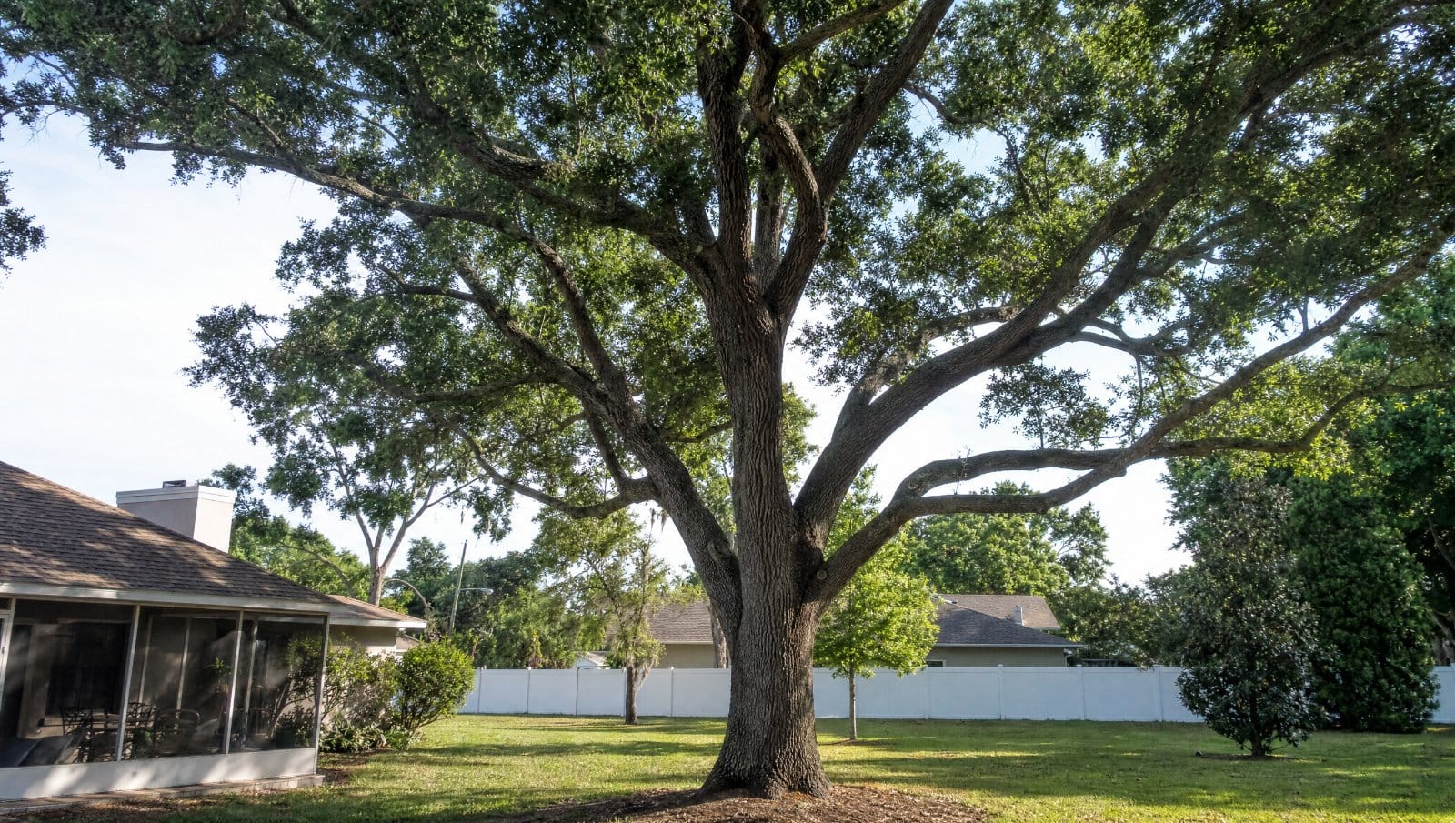 Large healthy oak tree in an Apopka Florida residential yard