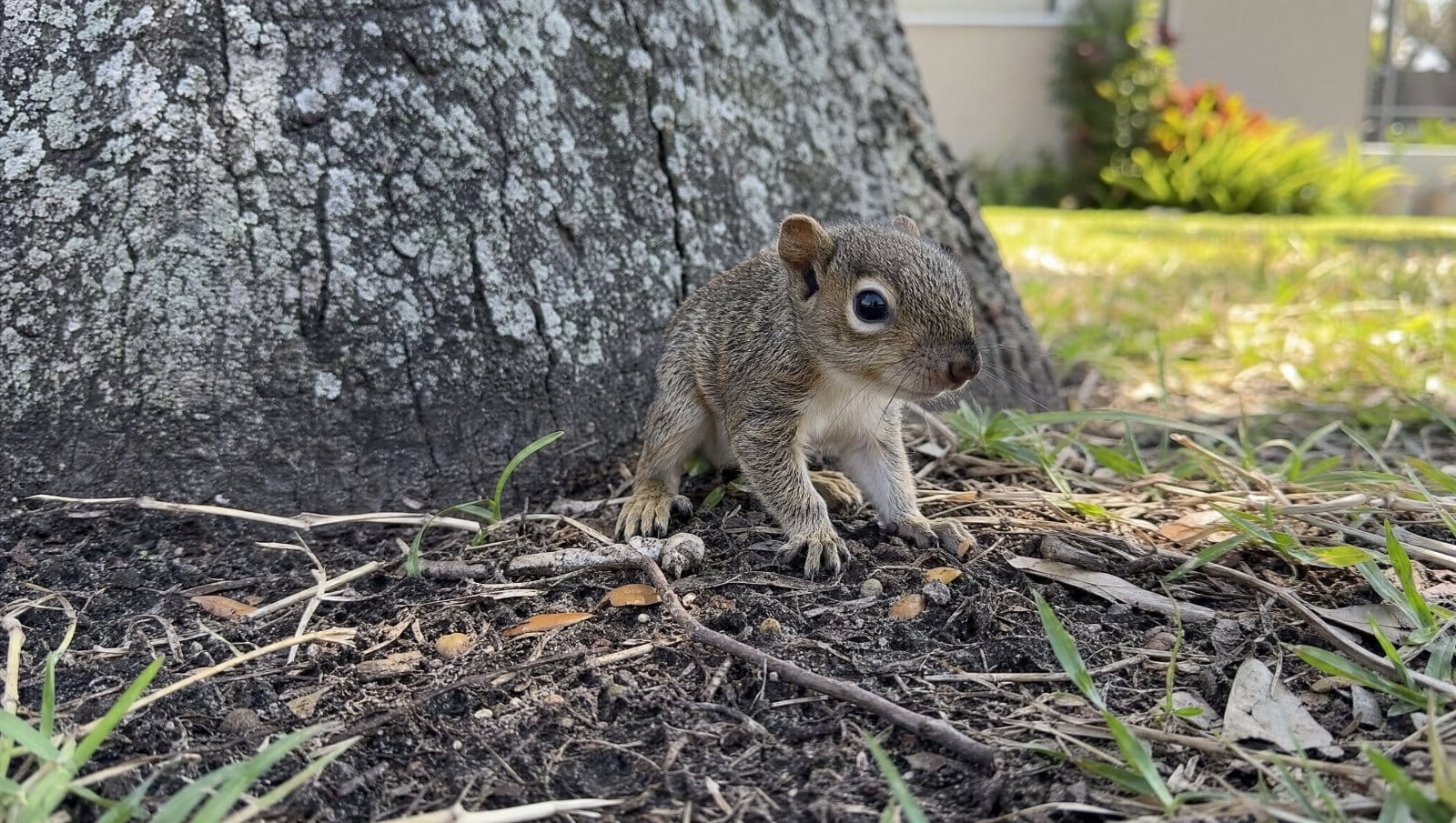 Tiny baby squirrel on the ground near a tree in a Florida yard