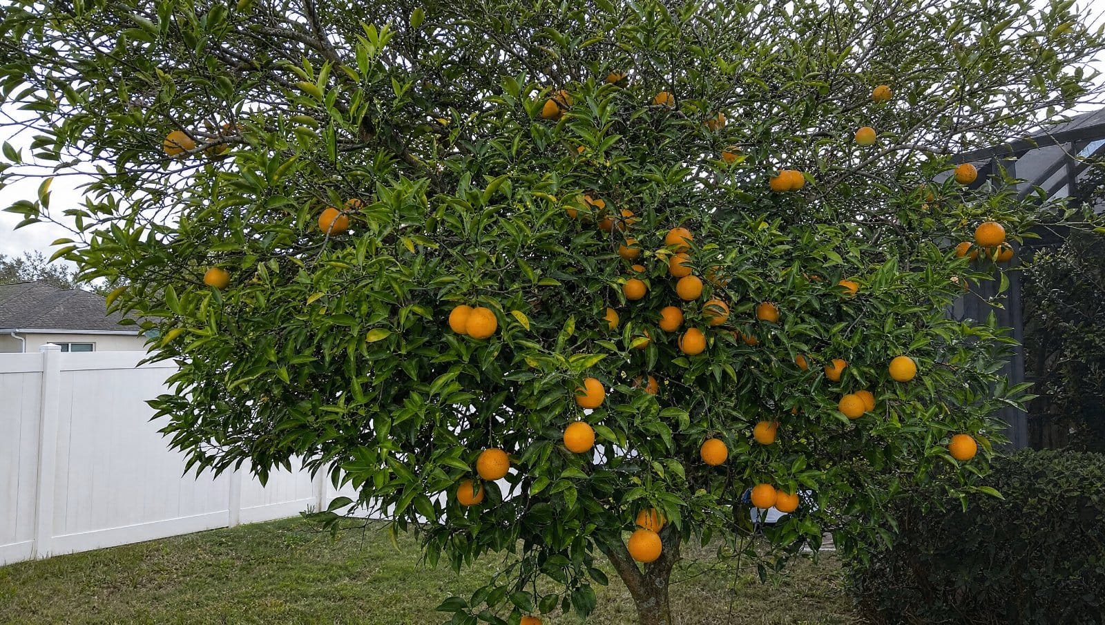 Backyard citrus tree heavy with oranges in a Central Florida yard