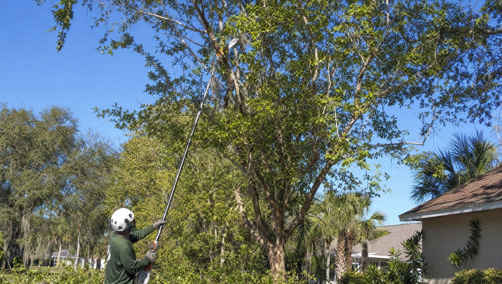 Arborist trimming a tree canopy with a pole saw in a Central Florida yard