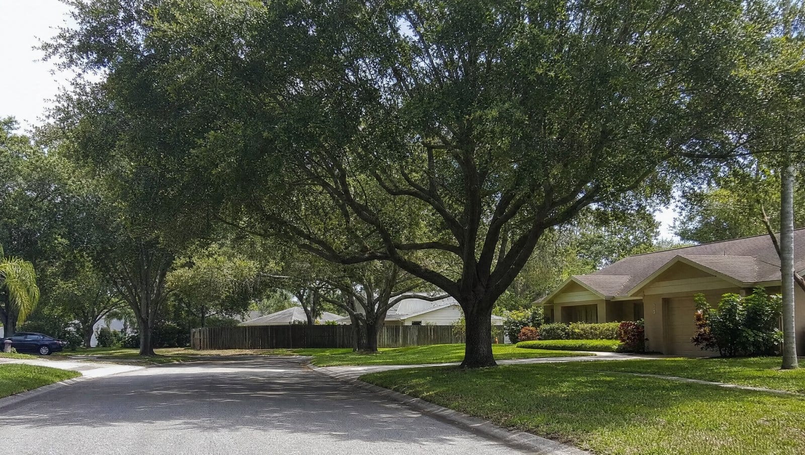 Mature shade tree in a Casselberry Florida residential neighborhood