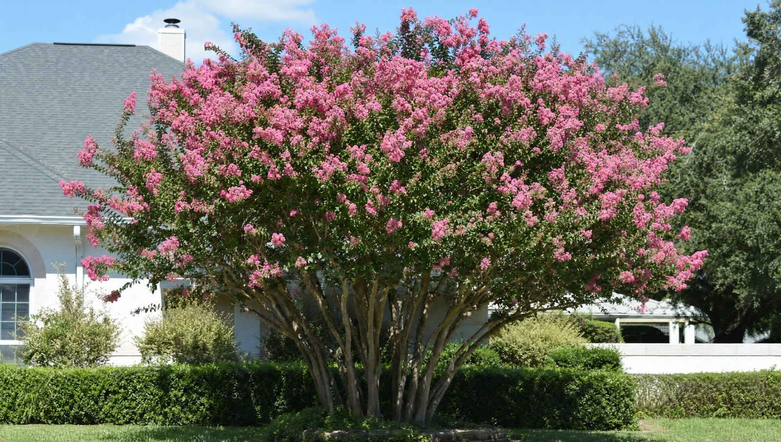 Mature crape myrtle in full pink bloom with natural branching in a Central Florida yard