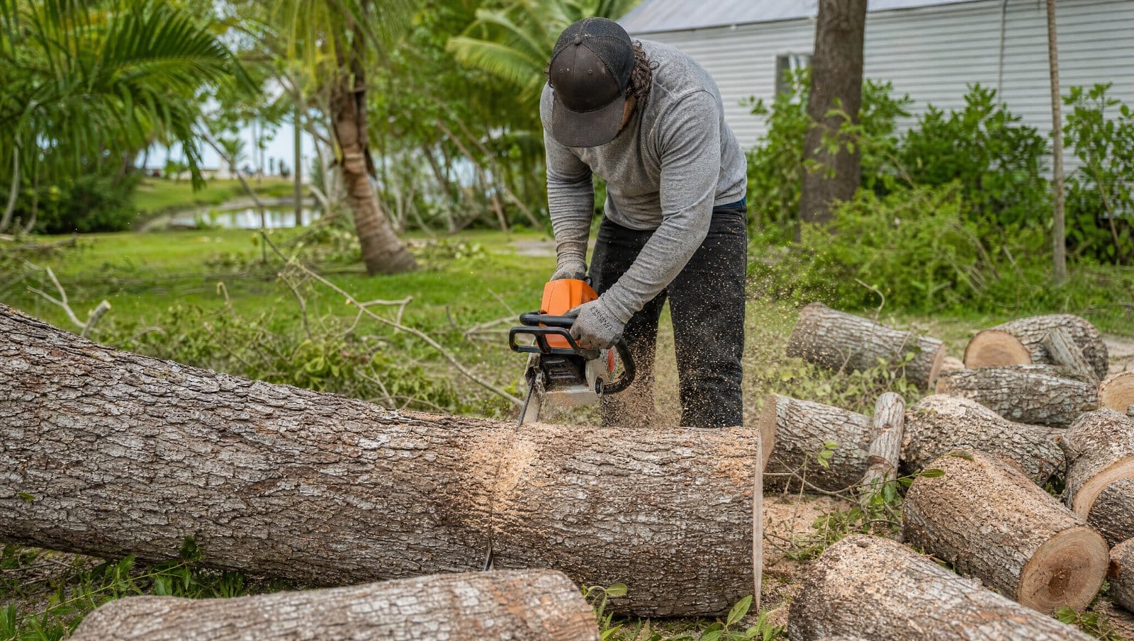 Person using a chainsaw to cut a large fallen tree trunk into sections in a Florida yard