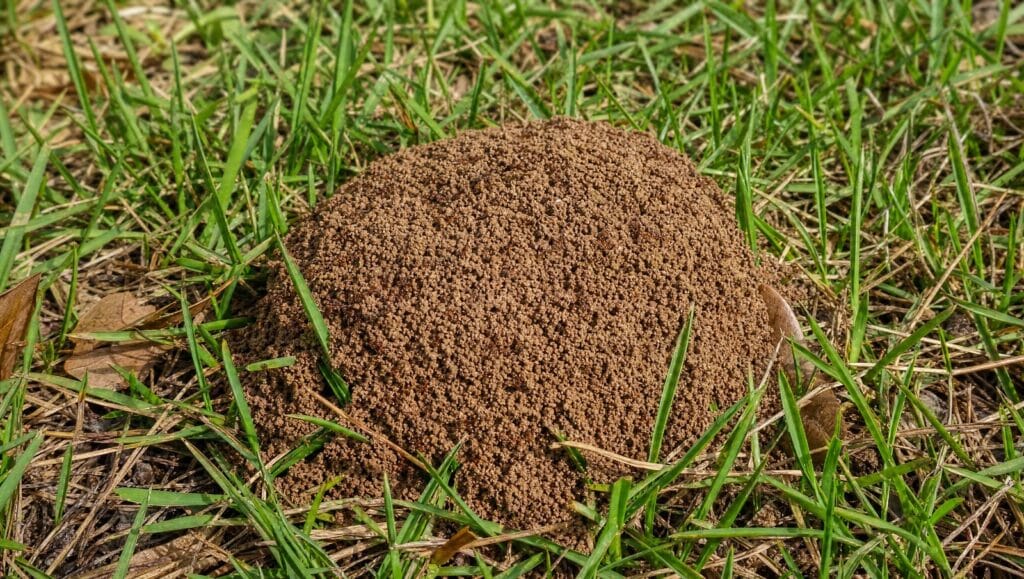 Fire ant mound in a Florida lawn