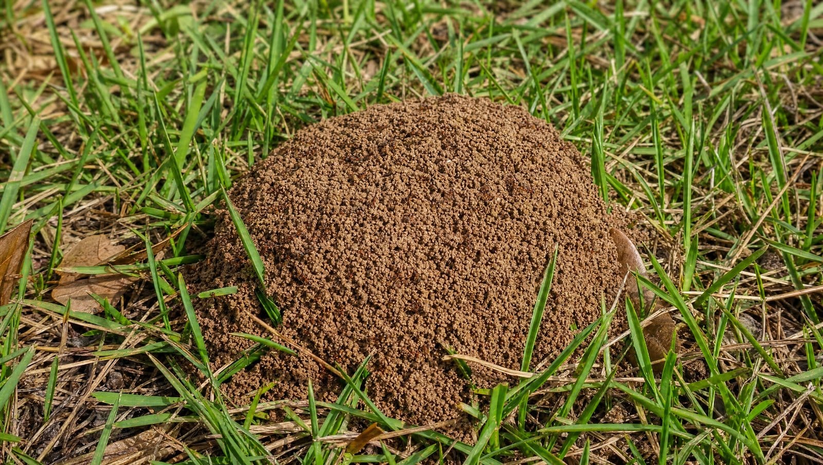 Fire ant mound in a Florida lawn