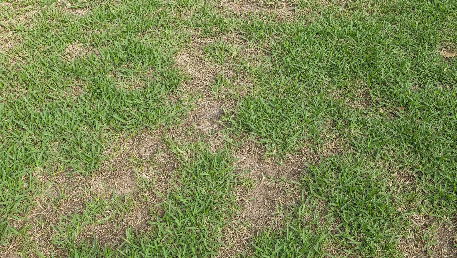 Florida lawn with bare brown patches among green St. Augustine grass