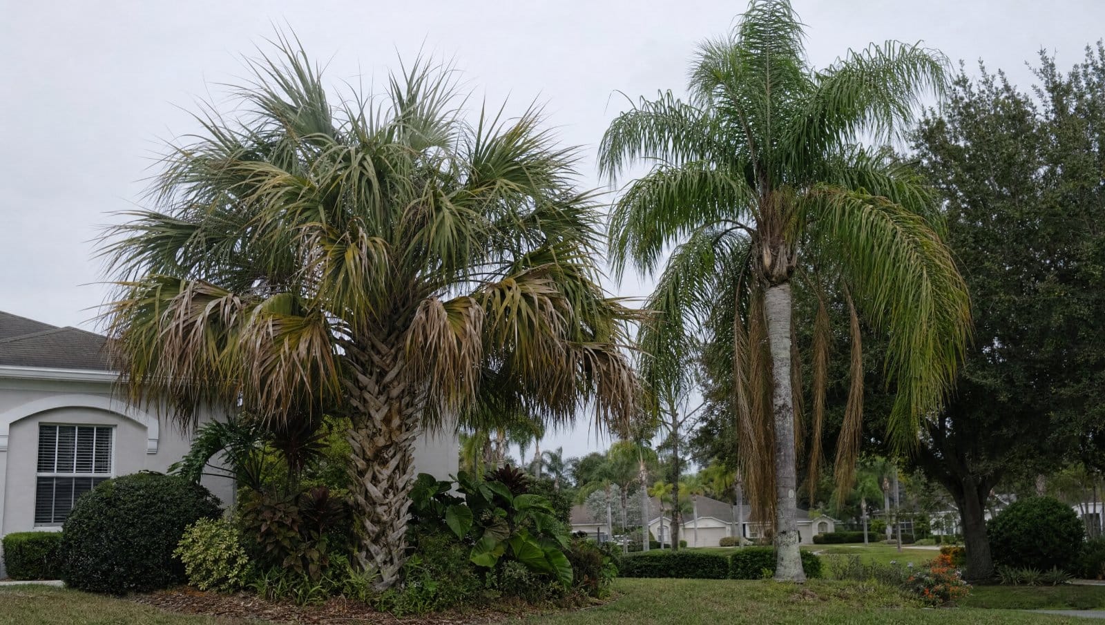 Florida sabal palm and queen palm showing disease symptoms, with yellowing and browning fronds and a thinning canopy in a Central Florida yard