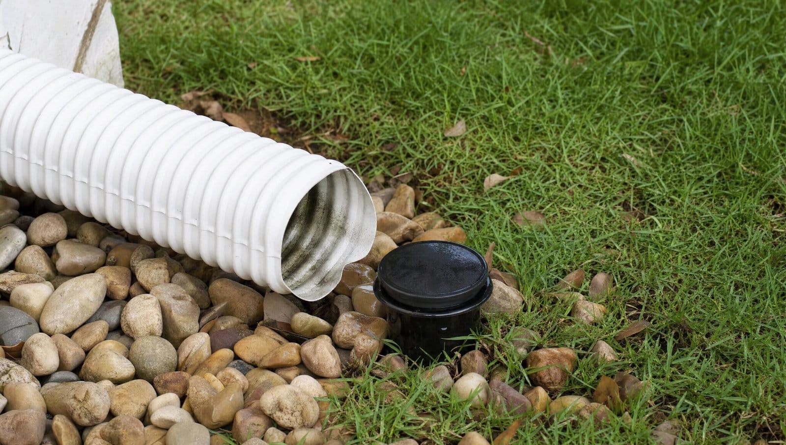 French drain pipe exit with a pop-up emitter in a Florida lawn