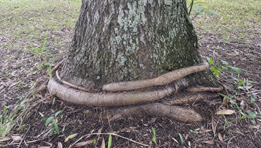Tree trunk base with girdling roots wrapping around it in a Florida yard