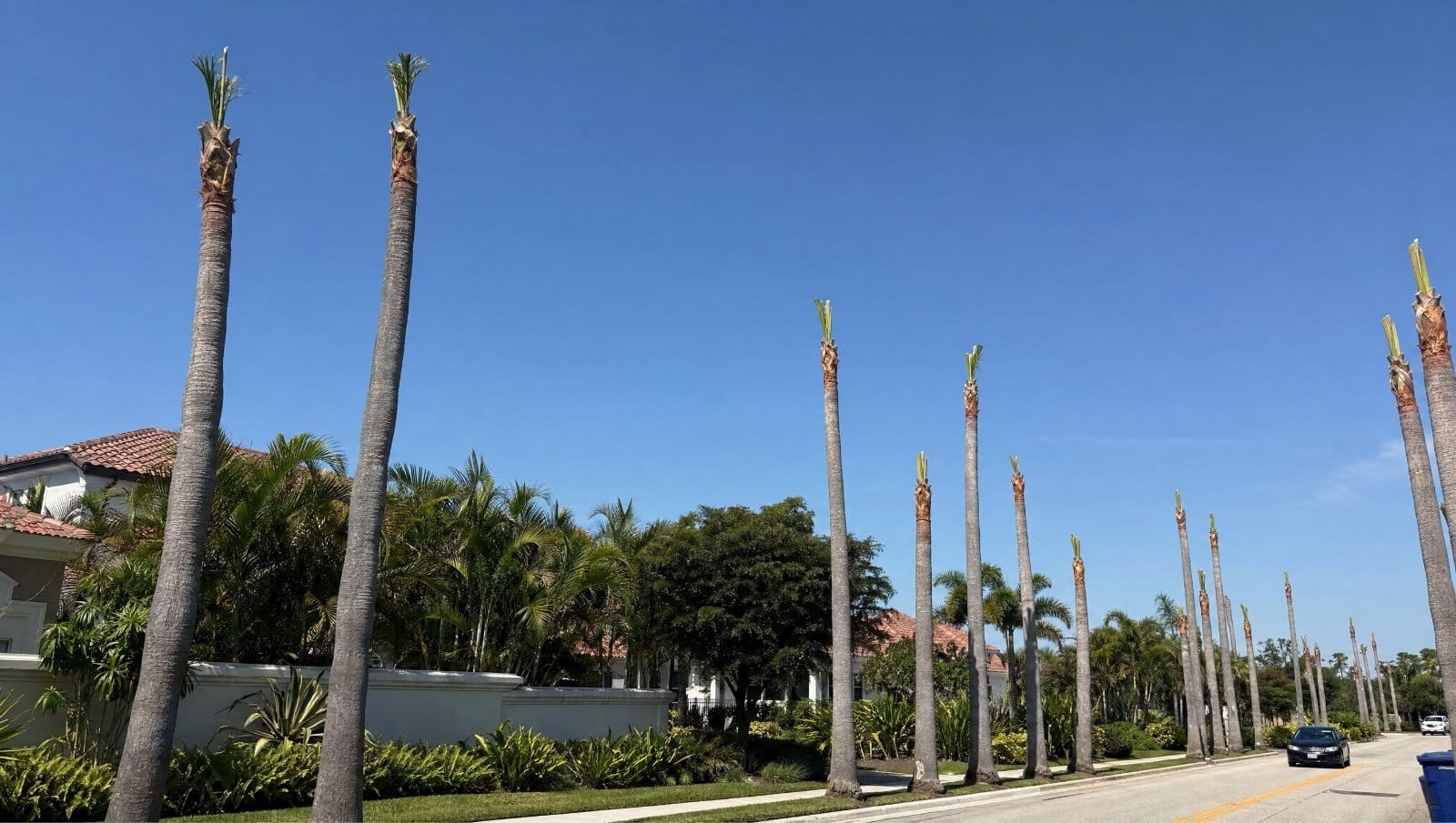 Florida palm trees over-pruned into a severe hurricane cut