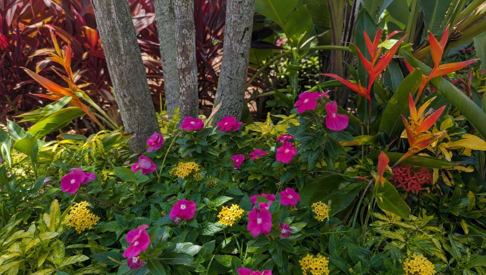 Colorful tropical flowers blooming in a Central Florida landscape bed
