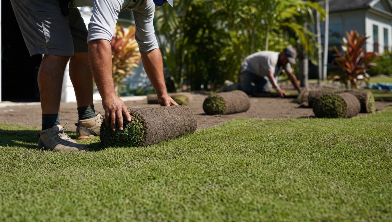 Fresh green sod rolls being quickly laid across a Florida yard