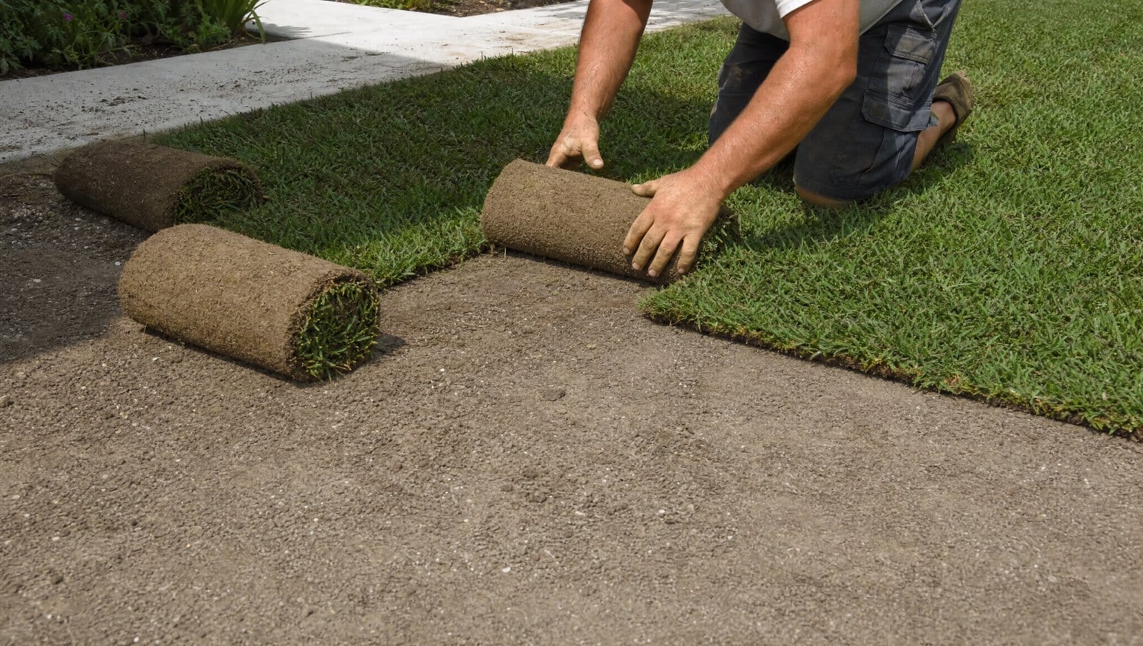 Fresh green sod being laid over compacted untilled ground in a Florida yard