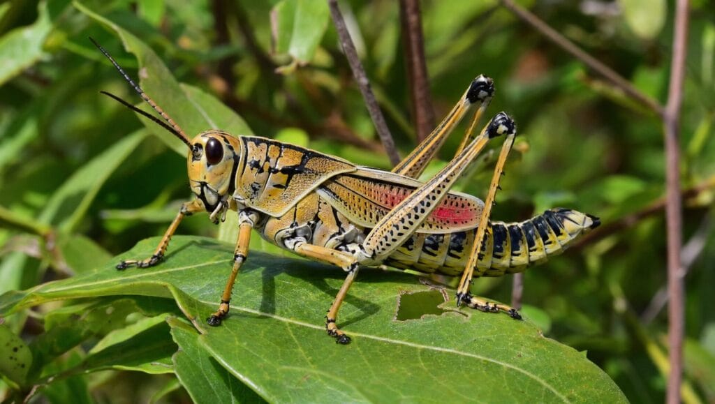 Large eastern lubber grasshopper on a green Florida plant leaf