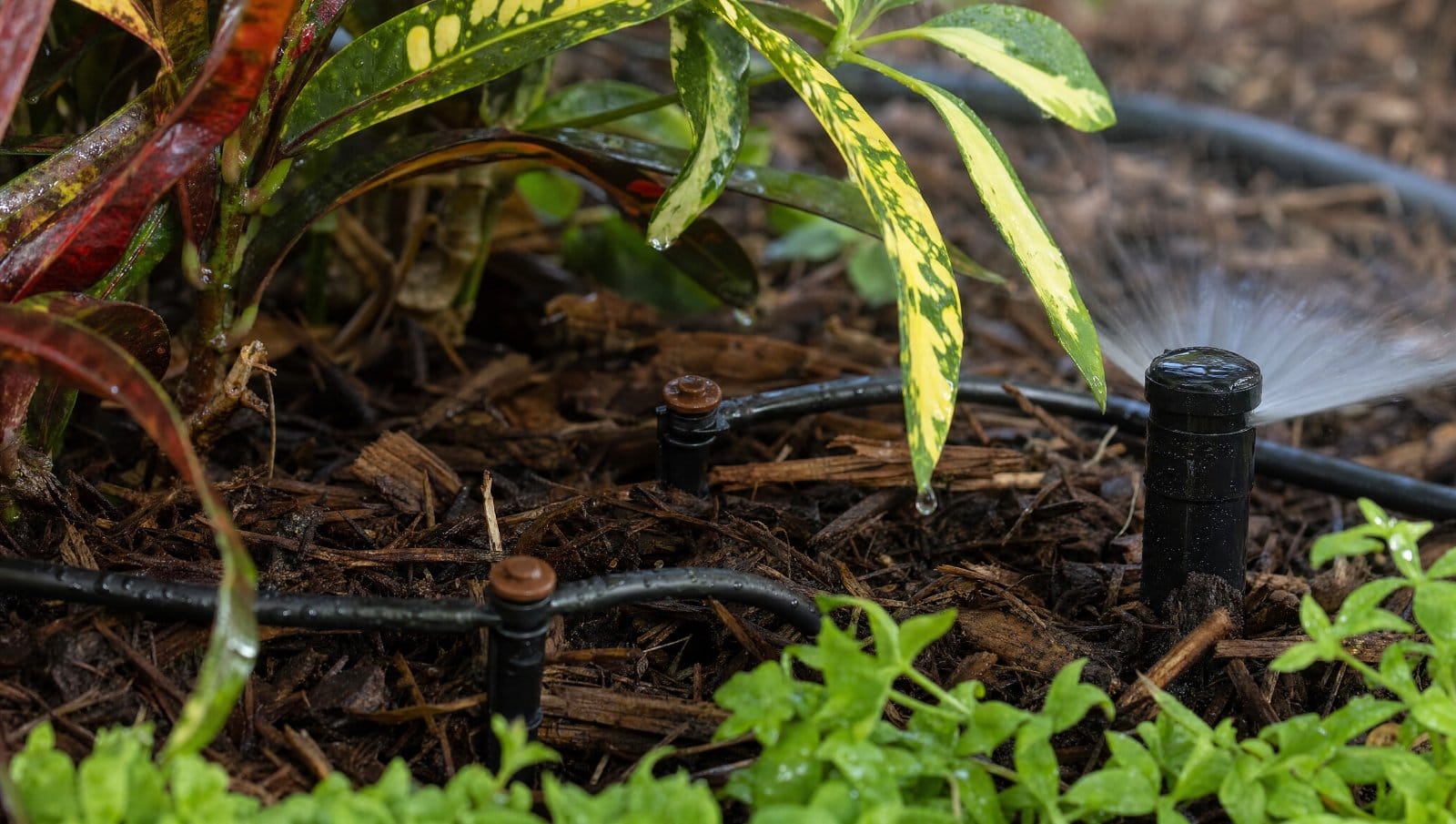 Micro-irrigation drip emitters and a pop-up spray sprinkler head in a Florida garden bed