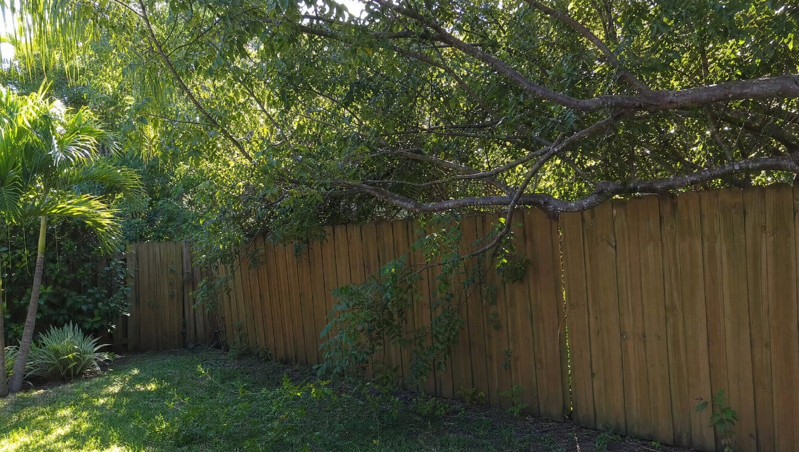Large tree branches from a neighbor tree overhanging a backyard fence in Florida