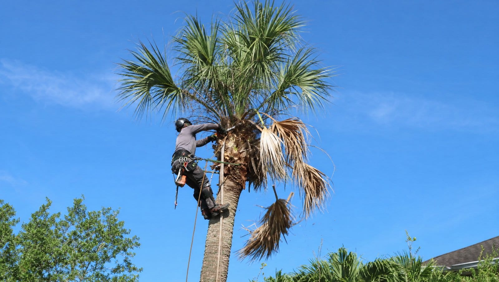 Arborist trimming dead fronds off a palm tree in a Central Florida yard