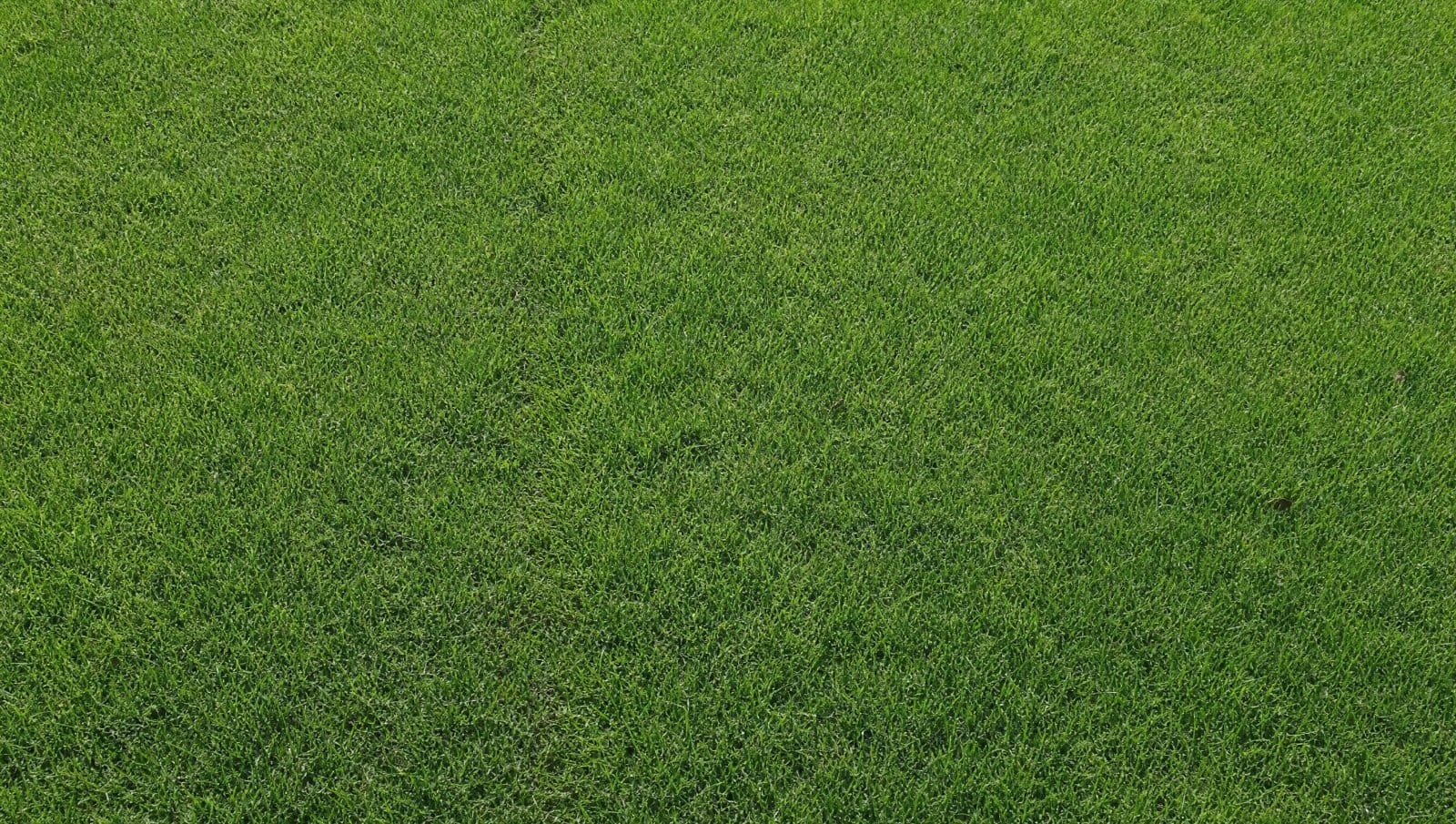 Healthy green Florida lawn with faint sod seam lines blending together