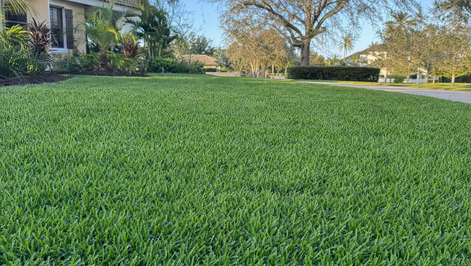 Fresh green sod on a Florida lawn on a cool clear winter day