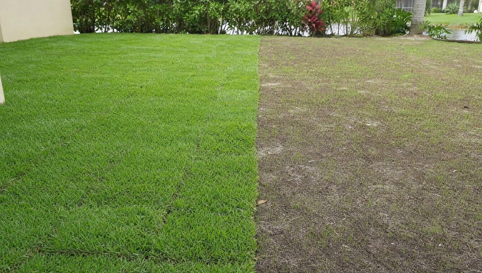 Freshly laid green sod lawn next to a patchy grass-seed area in a Florida yard