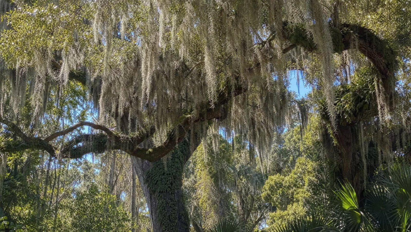 Spanish moss hanging from a large live oak tree in Central Florida