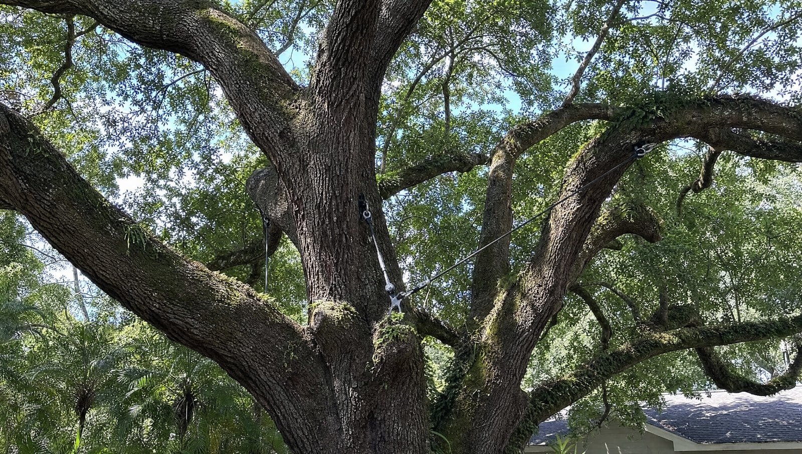 Large tree with steel support cables installed between major branches in a Central Florida yard