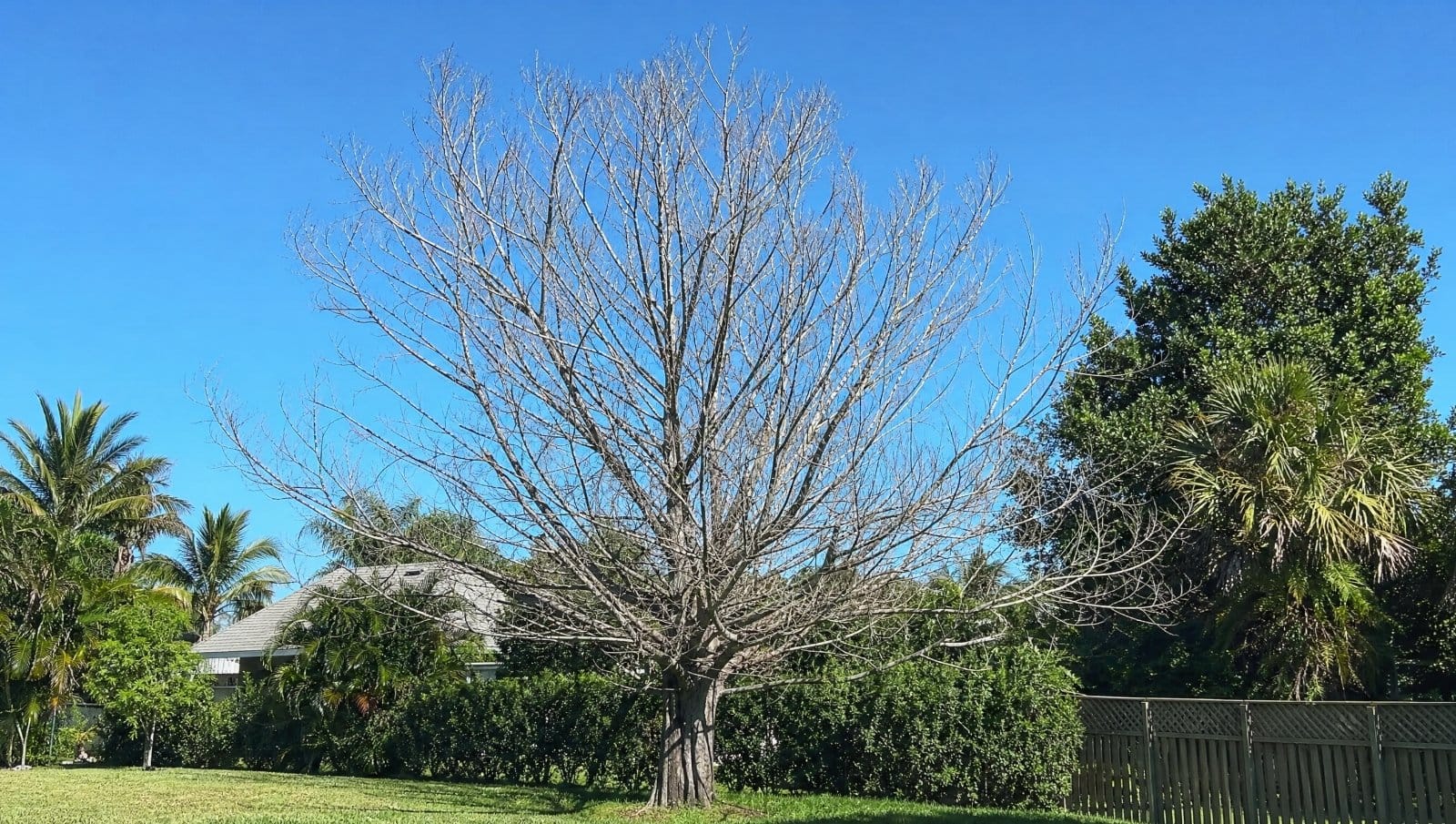 Leafless bare-branched tree in a Florida yard against a clear sky